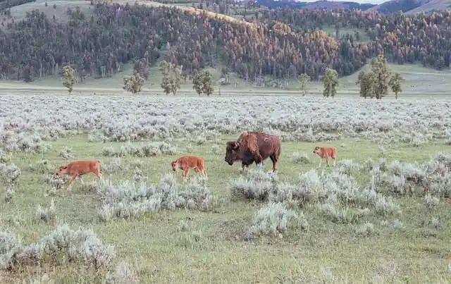 비아그라 사이트 관련 정보 가이드 온라인 의약품 정보의 올바른 이해